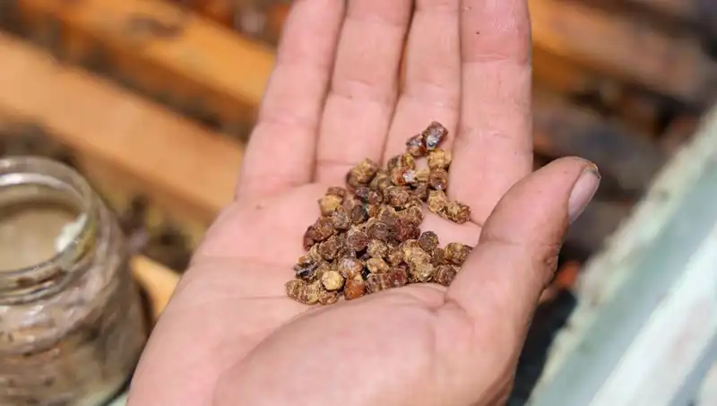 Eskiden Çöpe Gidiyordu, Şimdi Protein Zengini Besin 3 Bin TL'den Satılıyor!