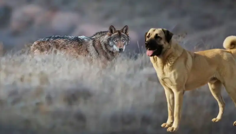 Kurt Popülasyonundaki Artış Kangal Köpeği Talebini Nasıl Etkiledi?
