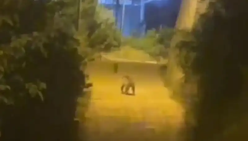 Gümüşhane Şehir Merkezine Ayı İndi: Vatandaşlar Şaşkın!