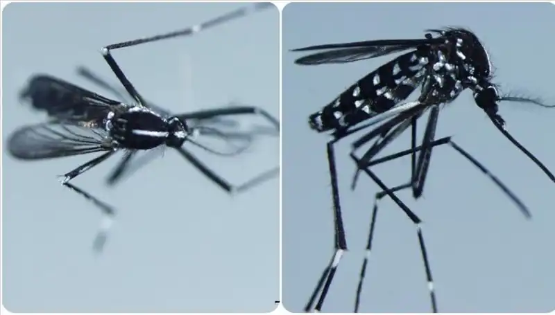 Chikungunya Virüsü: Tehdit Oluşturan Belirtileri ve Görüldüğü Ülkeler