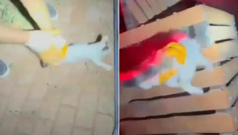 Gece Yarısı Kahramanları: İtfaiye Ekipleri Kediyi Zorlu Mücadeleyle Kurtardı