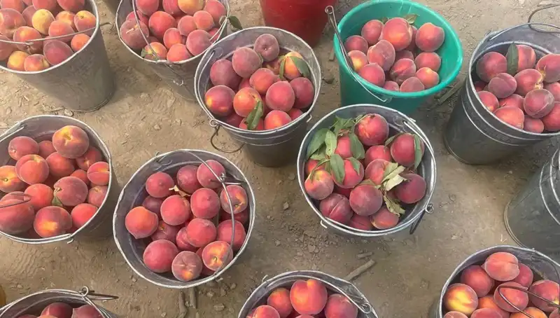 Bu Yılın Hasat Döneminde Çiftçiler Fiyatlardan Memnuniyetini Diliyor!