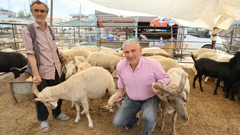 Kurban Pazarı 2023’ün Yıldızı: 4 Boynuzlu Koçlar Göz Kamaştırıyor!
