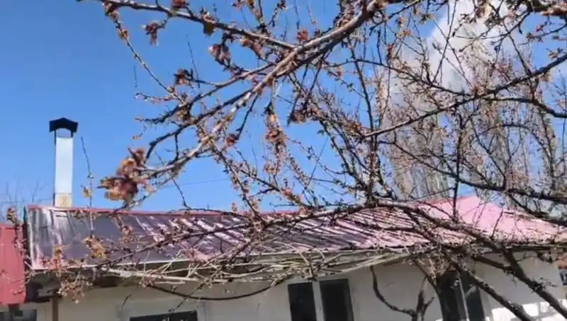 Dondurucu Soğuk, Kayısı Üreticilerini Zorluyor: Kayısıda Beklenen Zararı İnceliyoruz