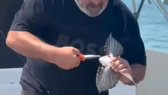 Saros Koyu'nda Nadir Kırlangıç Balığı Avlandı: Balıkçıların Şansı!