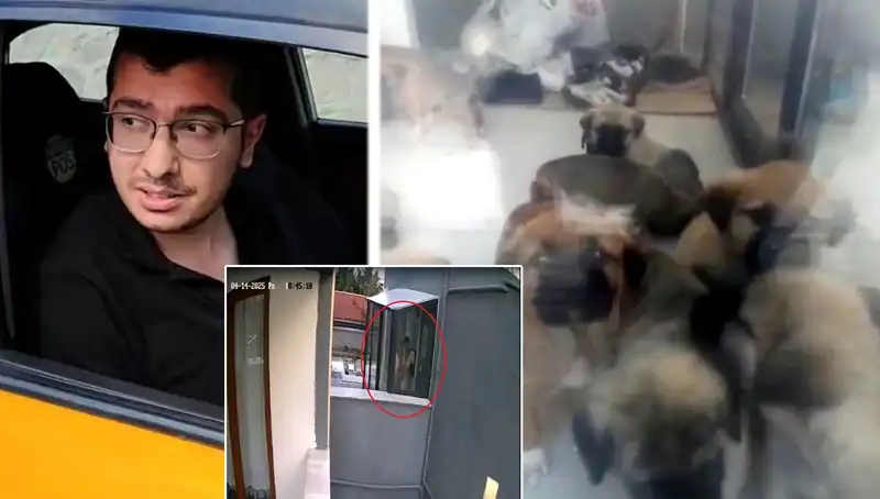Veteriner Skandalı: 12 Yavru Köpek Katledildi, Toplum Şokta