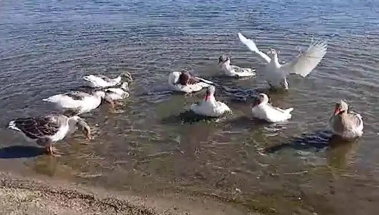 Kazların Denizde Yüzmesi, Kümese Kapatıla Kadar Gündemi Sarsıyor!