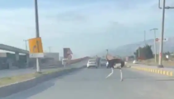 Trafikte Deve Kuşu Görünce Şaşıran Sürücüler: Hatay’da İlginç Anlar!