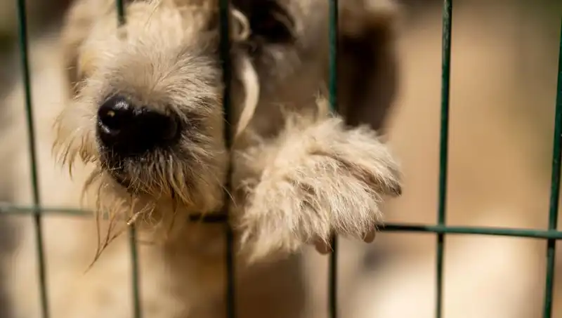 İş Stresi Sadece İnsanları Değil, Köpekleri de Etkiliyor!