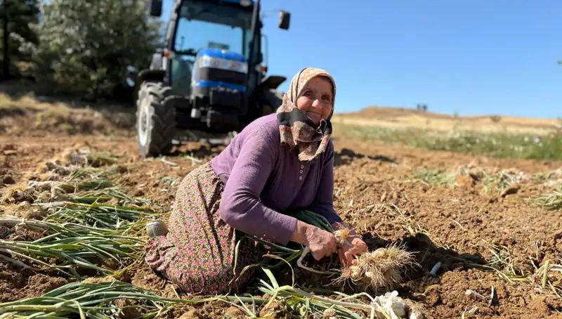 Türkiye'nin Süper Gıda’sı: Selenyum Zengini Kırmızı Patates Nasıl Yetiştiriliyor?