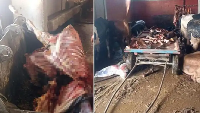 Adana'da 2,5 Ton At Eti Ele Geçirildi, 4 At Son Anda Kurtarıldı!
