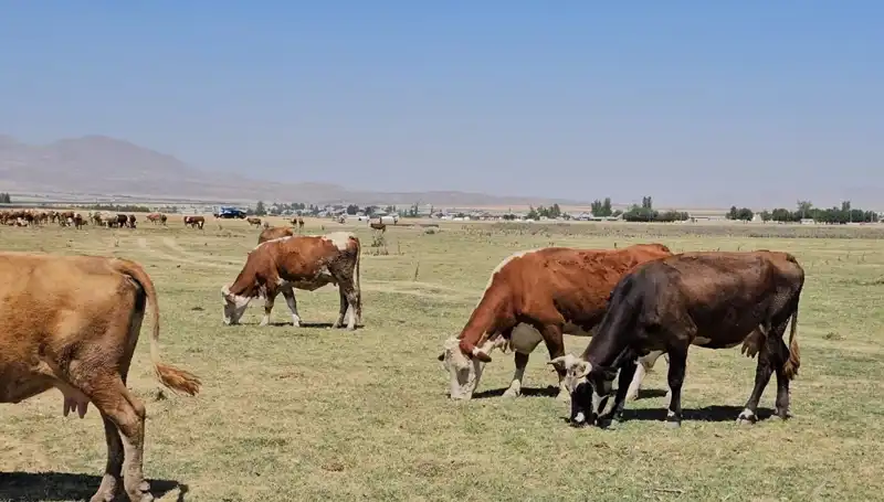 Arin Gölü’nün Kuruması: Bölgedeki Su Sıkıntısının Nedenleri ve Çözüm Önerileri