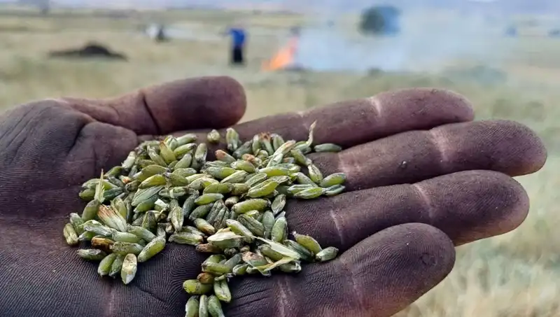 Firik Sezonu Başladı: Eşsiz Lezzeti ile Gastronomi Dünyasını Sarhoş Ediyor