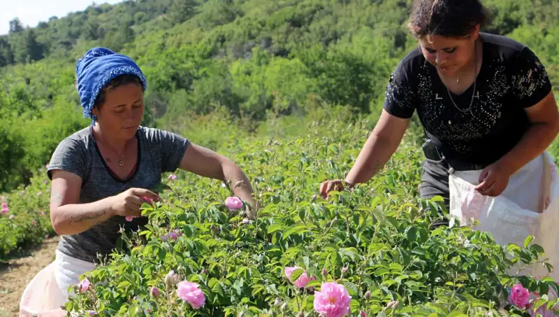Zirai Don Vurucu Etki: Tarım Ürünlerinde Beklenen Verim Dusüşü