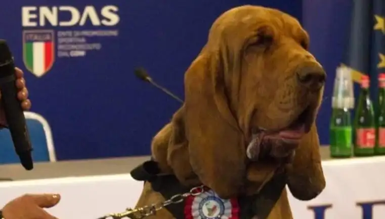 Arama Köpeğine Saldırı: Çivili Sosisle Dolu İhanet!