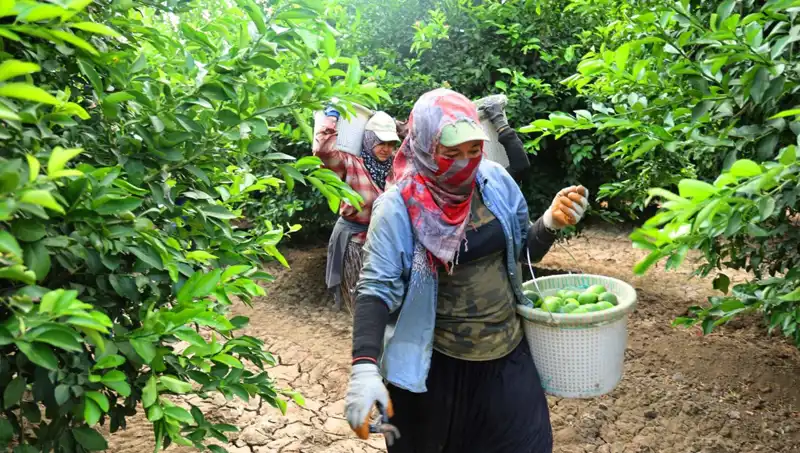 Marketlerde Patates Fiyatları Yükselişte: Yeni Hasat Umut Vaadediyor