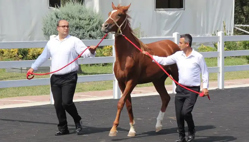 Taşkın Kral: Rekorlarıyla Tarihe Geçen Bir Fenomen