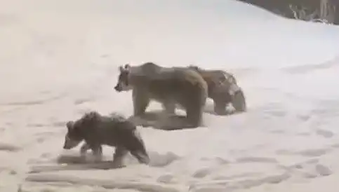 Anne Ayı ve Yavru Ayıları Yiyecek Arayışında Görenler Hayrete Düştü