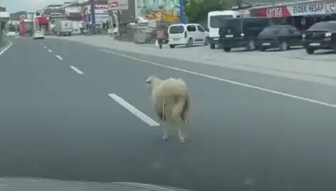 Yalova'da Kurbanlık Hayvan Kaçış İsyanı: Trafik Kilitlendi!