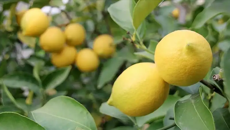Limon Fiyatları Rekor Kırıyor: Bir Adedi 24 Lira Olunca...