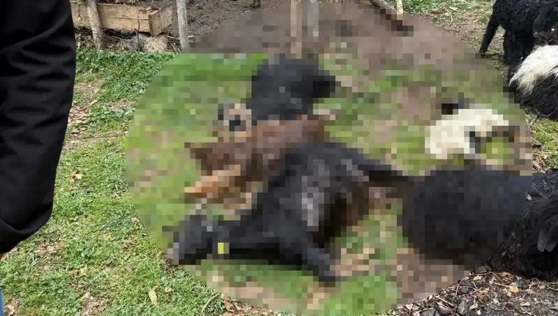 Sahipsiz Köpekler, Geçim Kaynağı Olan 18 Keçiyi Telef Etti